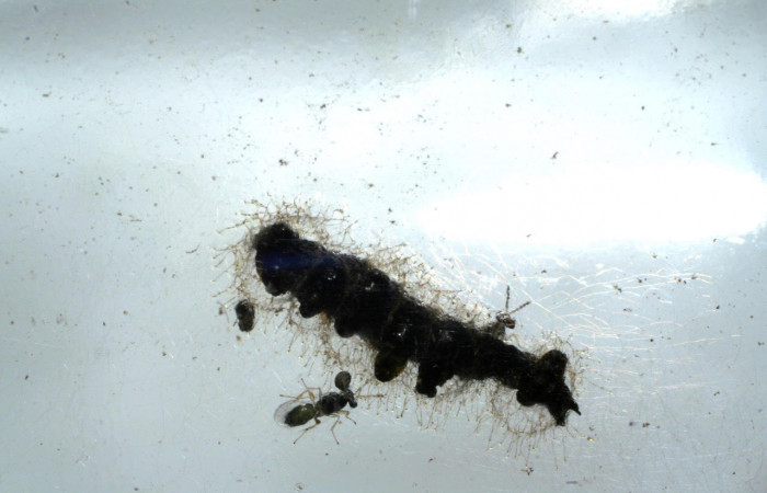 Fig.17. Muestra avispas de familia Eulophidae, en larva de <i>Gonodonta sinaldus</i>. Voucher :  06-SRNP-3391-DHJ410461.jpg.