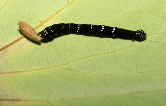 Fig.20. Larva de <i>Gonodonta</i> Janzen12, con un capullo de parásito de la familia Braconidae. Voucher : 08-SRNP-31574-DHJ440597.jpg.