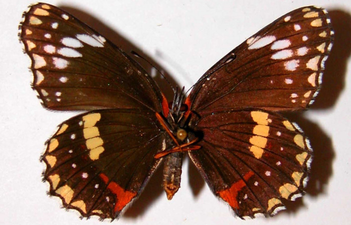 Fig. 17. Vista ventral de hembra de <i>Chlosyne lacinia</i> (Nymphalidae). Voucher: 00-SRNP-6079-DHJ38705.jpg