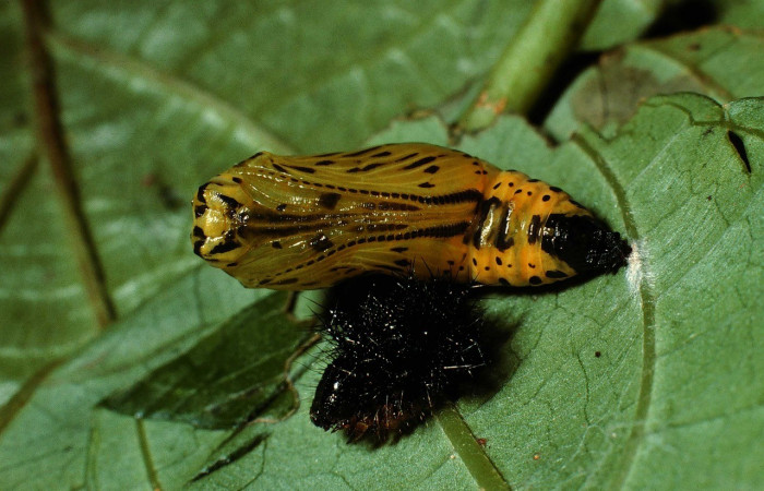Fig. 11. Vista lateral de la pupa de <i>Chlosyne gaudialis</i> (Nymphalidae). Voucher: 02-SRNP-2156-DHJ65537.jpg       