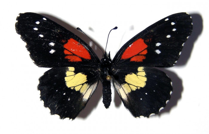 Fig. 18 Vista dorsal de hembra de <i>Chlosyne gaudialis</i> (Nymphalidae). Voucher: 03-SRNP-38694-DHJ98952.jpg