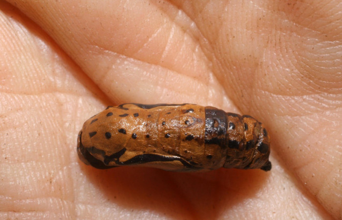 Fig. 9. Vista lateral de la pupa de <i>Chlosyne melanarge</i> (Nymphalidae). Voucher: 06-SRNP-22786-DHJ447748.jpg       