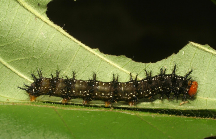 Fig.5. Vista lateral de la larva de <i>Chlosyne melanarge</i> (Nymphalidae). Voucher: 06-SRNP-57696-DHJ417888.jpg