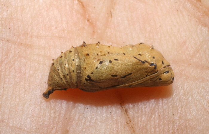 Fig. 10. Vista lateral de la pupa de <i>Chlosyne</i> laciniaDHJ01 (Nymphalidae). Voucher: 07-SRNP-31701-DHJ448503.jpg        