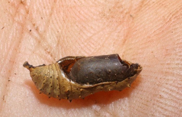 Fig. 13. Vista lateral de la pupa muerta y el pupario de Tachinidae en <i>Chlosyne</i> laciniaDHJ01 (Nymphalidae). Voucher: 07-SRNP-31701-DHJ448506.jpg