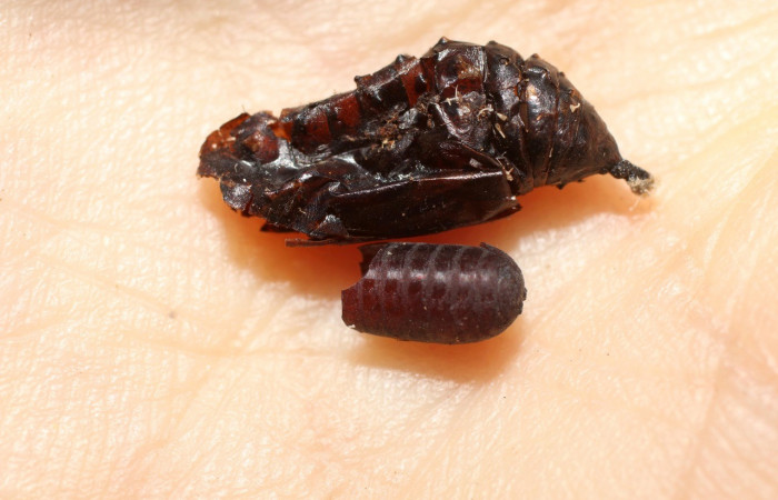 Fig. 12. Vista lateral de la pupa muerta y el pupario de Tachinidae en <i>Chlosyne lacinia</i> (Nymphalidae). Voucher: 10-SRNP-32114-DHJ498208.jpg
