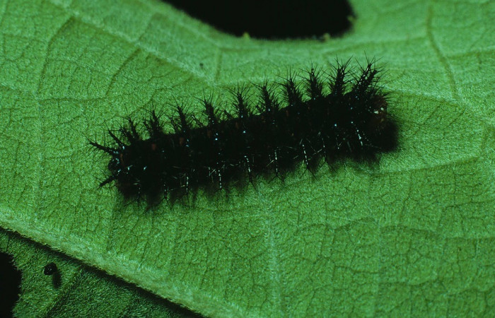 Fig.3. Vista lateral de la larva de <i>Chlosyne lacinia</i> (Nymphalidae). Voucher: 82-SRNP-383-DHJ4157.jpeg       