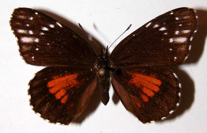 Fig. 14. Vista dorsal de <i>Chlosyne lacinia</i> (Nymphalidae). Voucher: 83-SRNP-1067.01-DHJ38712.jpg