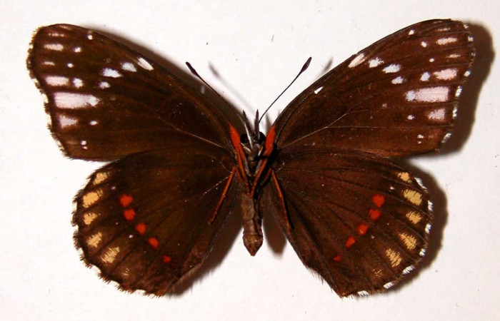 Fig. 15. Vista ventral de <i>Chlosyne lacinia</i> (Nymphalidae). Voucher: 83-SRNP-1067.01-DHJ38713.jpg