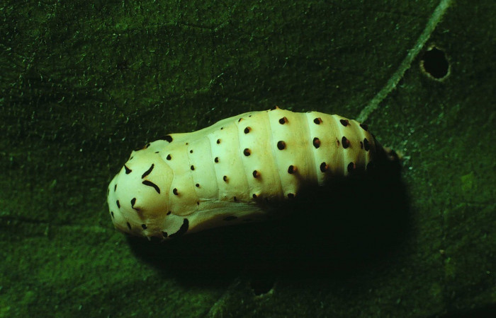 Fig. 7. Vista dorsal de la pupa de <i>Chlosyne lacinia</i> (Nymphalidae). Voucher: 83-SRNP-1404-DHJ6754.jpeg        