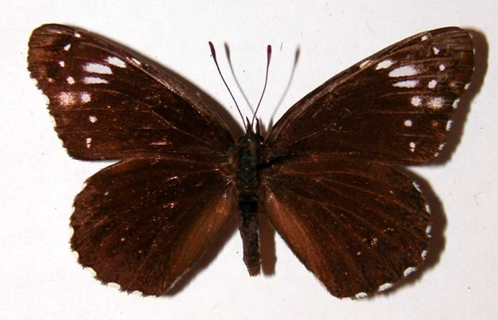 Fig. 20. Vista dorsal de <i>Chlosyne</i> laciniaDHJ01 (Nymphalidae). Voucher: 90-SRNP-1078-DHJ38714.jpg