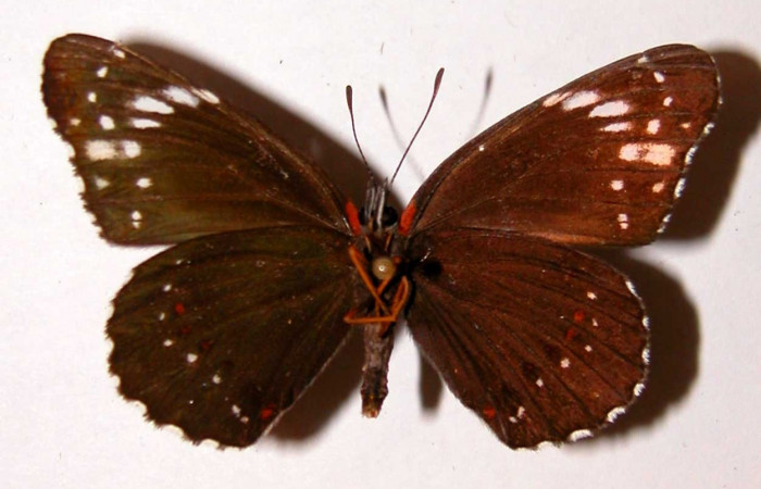 Fig. 21. Vista ventral de <i>Chlosyne</i> laciniaDHJ01 (Nymphalidae). Voucher: 90-SRNP-1078-DHJ38715.jpg