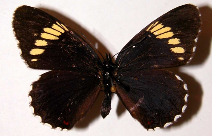 Fig. 22. Vista dorsal de <i>Chlosyne melanarge</i> (Nymphalidae). Voucher: 94-SRNP-7529-DHJ38689.jpg