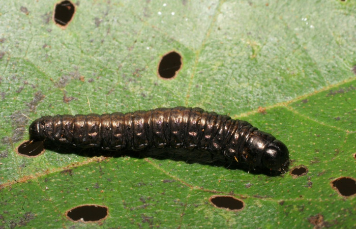 Figura 4. Larva <i>Paridnea holophaealis</i> (Pyralidae), último estadío (U) vista dorsal, localidad Conguera, Sector Rincón Rain Forest ACG (420m). Voucher: 06-SRNP-43753-DHJ417332.jpg.