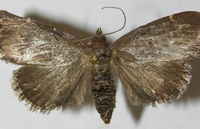 Figura 12. Adulto de <i>Paridnea</i> holophaealisDHJ01 (Pyralidae), vista dorsal, localidad Quebrada García, Sector San Cristóbal ACG (495m). Voucher: 11-SRNP-2386-DHJ550022.jpg.