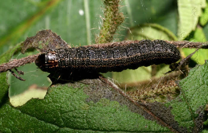 Figura 21. Larva <i>Paridnea</i> holophaealisDHJ06 (Pyralidae), último estadío (U) vista dorsal, localidad Vado Agria, Sector Mundo Nuevo ACG (560m). Voucher: 11-SRNP-56388-DHJ497355.jpg.