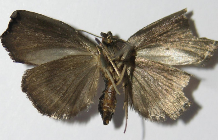 Figura 19. Adulto de <i>Paridnea</i> holophaealisDHJ05 (Pyralidae), vista ventral, localidad Vado Miramonte, Sector Mundo Nuevo ACG (305m). Voucher: 12-12-SRNP-56200-DHJ573127.jpg.