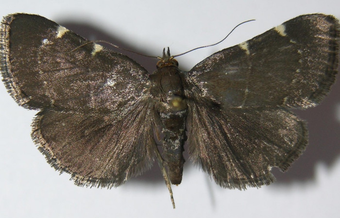 Figura 22. Adulto de <i>Paridnea</i> holophaealisDHJ06 (Pyralidae), vista dorsal, localidad Area Administrativa, Sector Santa Rosa ACG (295m). Voucher: 13-SRNP-10291-DHJ571874.jpg.
