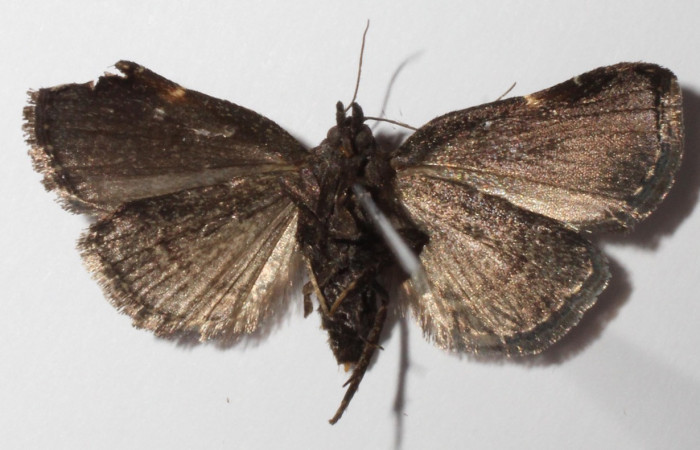 Figura 9. Adulto de <i>Paridnea holophaealis</i> (Pyralidae), vista ventral, localidad Sendero Perdido, Sector San Cristóbal ACG (620m). Voucher: 14-SRNP-3489-DHJ902899.jpg.