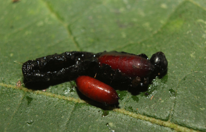 Figura 11. Puparios de parásito <i>Trigonospila edwinbermudezi</i> (Tachinidae), que ataca <i>Paridnea holophaealis</i> (Pyralidae), localidad Medrano Estación Biológica Quica, Sector Pitilla ACG (380m). Voucher: 14-SRNP-71290-DHJ723625.jpg.