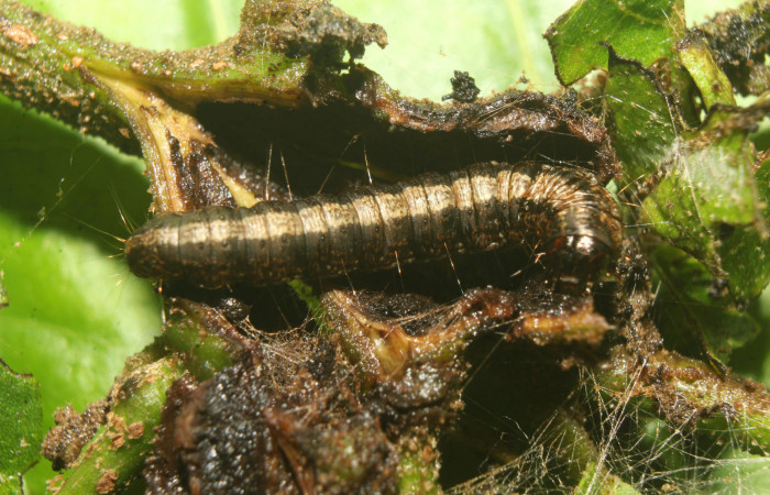 Figura 1. Larva <i>Paridnea holophaealis</i> (Pyralidae), último estadío (U) vista dorsal, localidad Medrano Estación Biológica Quica, Sector Pitilla ACG (380m). Voucher: 22-SRNP-70810-DHJ781135.jpg.