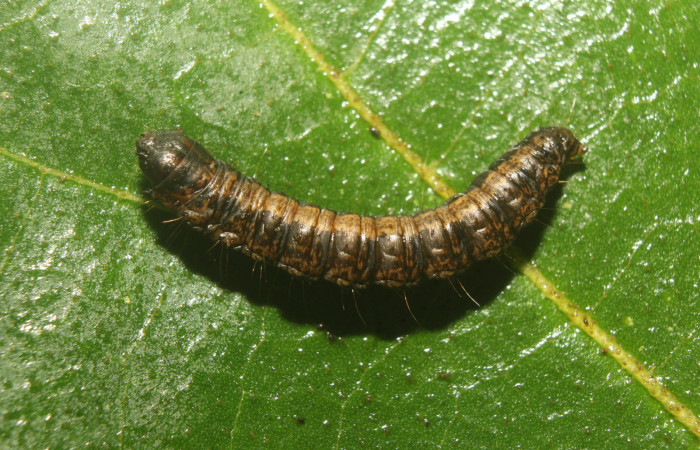 Figura 6. Prepupa de <i>Paridnea holophaealis</i> (Pyralidae), vista dorsal, localidad Medrano Estación Biológica Quica, Sector Pitilla ACG (380m). Voucher: 22-SRNP-70810-DHJ781140.jpg.