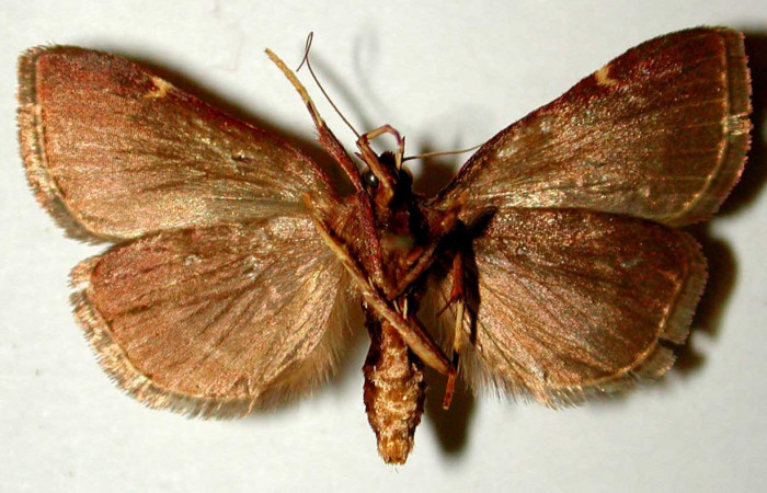 Figura 15. Adulto de <i>Paridnea</i> holophaealisDHJ02 (Pyralidae), vista ventral, localidad Portón Rosa María, Sector Santa Rosa ACG (270m). Voucher: 80-SRNP-102-DHJ33617.jpg.