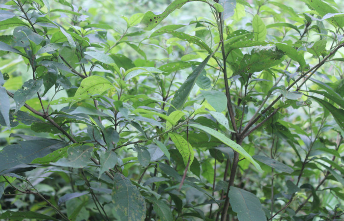 Figura 24. Planta hospedera de <i>Paridnea holophaealis</i> (Pyralidae), planta llamada <i>Cordia alliodora</i> (Cordiaceae), localidad Medrano Estación Biológica Quica, Sector Pitilla ACG (380m), foto: Ricardo Calero 18 Agosto 2022.