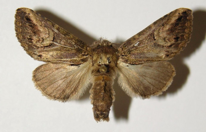 Figura 10. Adulto de <i>Rifargia</i> geldubaDHJ02 (Notodontidae), hembra vista dorsal, localidad Quebrada Raiz Sector Del Oro (280m). Voucher: 02-SRNP-29432-DHJ300430.jpg.