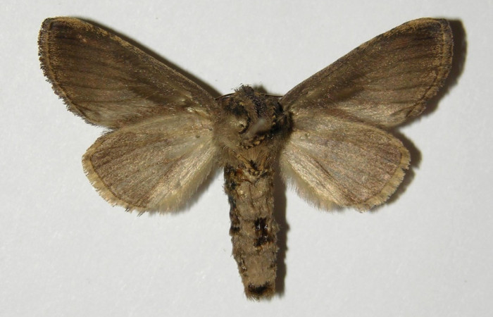 Figura 9. Adulto <i>Rifargia</i> geldubaDHJ02 (Notodontidae), (macho) vista ventral, localidad Quebrada Raiz Sector Del Oro (280m) (ACG). Voucher: 03-SRNP-29611-DHJ300341.jpg.