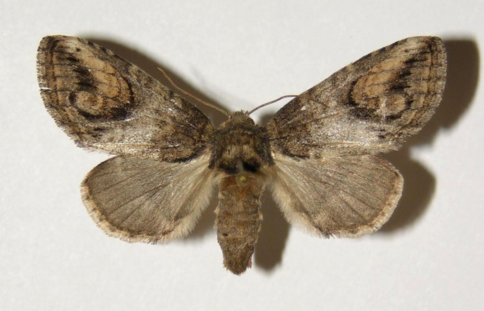 Figura 20. Adulto de <i>Rifargia mortis</i> (Notodontidae), hembra vista dorsal, localidad Cerco Piedra Sector Santa Rosa (ACG) (285m). Voucher: 04-SRNP-10704-DHJ300432.jpg.