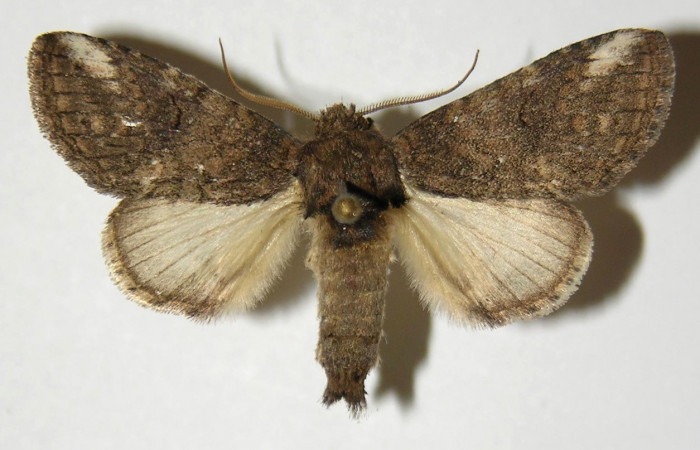 Figura 19. Adulto de <i>Rifargia mortis</i> (Notodontidae), macho vista dorsal, localidad Cerco Piedra Sector Santa Rosa (ACG) (285m). Voucher: 04-SRNP-10708-DHJ303186.jpg.