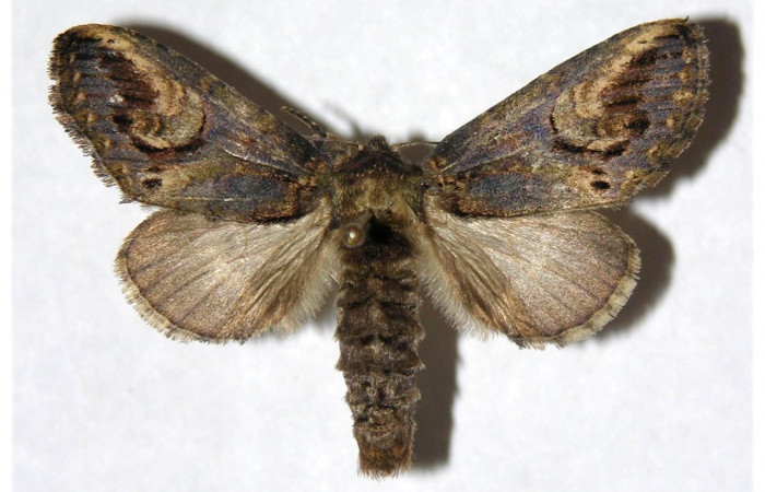 Figura 15. Adulto de <i>Rifargia</i> ]geldubaDHJ01   (Notodontidae), macho vista dorsal, localidad Puente Palma, Sector Santa Cristobal (ACG) (460m). Voucher: 05-SRNP-4884-DHJ322288.jpg.