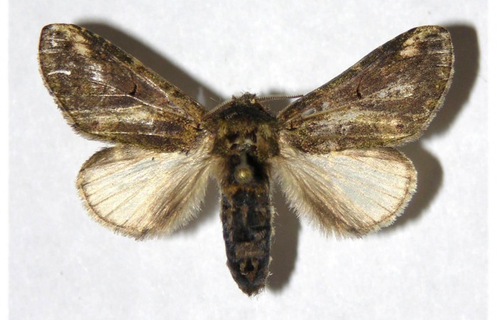 Figura 16. Adulto de <i>Rifargia</i> geldubaDHJ01   (Notodontidae), hembra vista dorsal, localidad Puente Palma, Sector Santa Cristobal (ACG) (460m). Voucher: 05-SRNP-4953-DHJ322292.jpg.