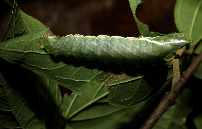 Figura 17. Larva <i>Rifargia mortis</i> en   (Notodontidae) , en último estadío (U), vista lateral, localidad Cerco Piedra Sector Santa Rosa (ACG) (285m). Voucher: 10-SRNP-13974-DHJ476648.jpg.  