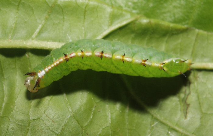 Figura 14. Larva <i>Rifargia</i> geldubaDHJ01   (Notodontidae), en último estadío (PU), vista dorsal, localidad Palomo, Sector Rincon Rain Forest (ACG) (96m). Voucher: 13-SRNP-68596-DHJ718100.jpg.