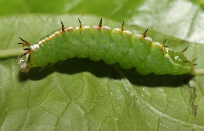 Figura 13. Larva<i> Rifargia</i> geldubaDHJ01   (Notodontidae), en último estadío (PU), vista lateral, localidad Palomo, Sector Rincon Rain Forest (ACG) (96m). Voucher: 13-SRNP-68596-DHJ718101.jpg.