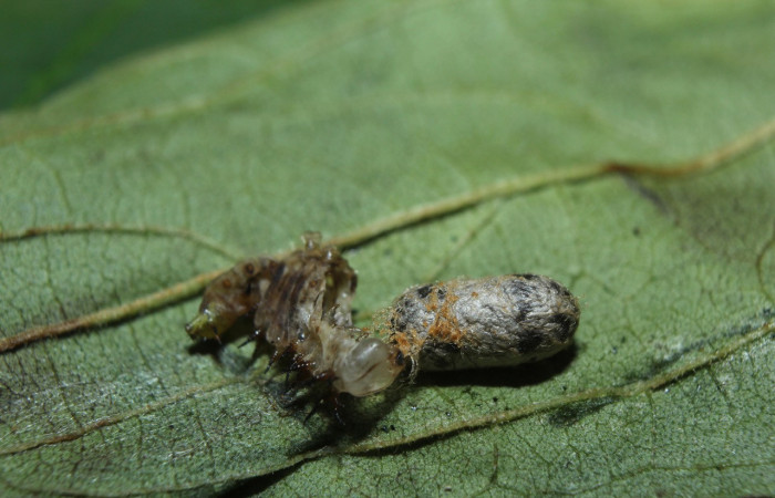 Figura 12. Capullo  (Ichneumonidae) see descriptiòn de <i>Rifargia</i> geldubaDHJ02 (Notodontidae), localidad Medrano Sector Pitilla (ACG) (380m). Voucher: 14-SRNP-71710-DHJ726057.jpg.