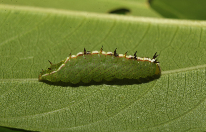 Figura 4. Larva <i>Rifargia</i> geldubaDHJ02 (Notodontidae), en tercer estadío (PU) vista lateral, localidad Molina Sector Pitilla (ACG) (465m). Voucher: 22-SRNP-70659-DHJ781024.jpg.