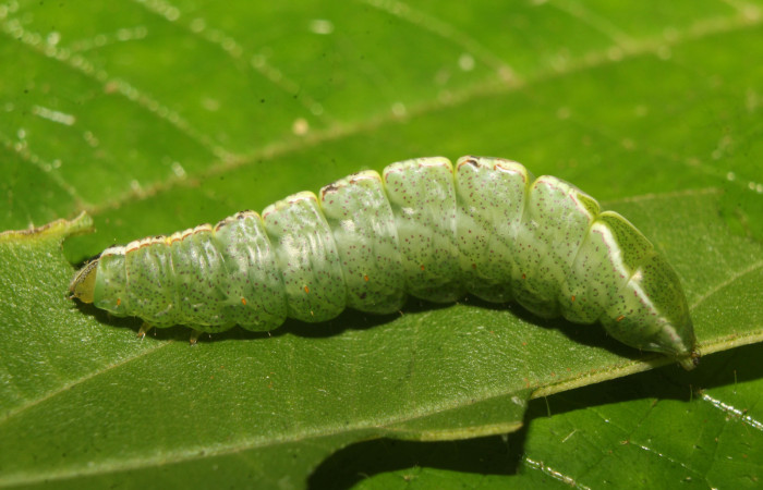 Figura 5. Larva <i>Rifargia</i> geldubaDHJ02 (Notodontidae), en último estadío (U) vista lateral, localidad Molina Sector Pitilla (ACG) (465m). Voucher: 22-SRNP-70659-DHJ781032 .jpg.