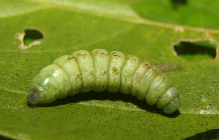 Figura 6. Larva <i>Rifargia</i> geldubaDHJ02 (Notodontidae), en estado de prepupa vista lateral, localidad Sendero Molina, Sector Pitilla ACG (465m). Voucher: 22-SRNP-70716-DHJ781063 .jpg.