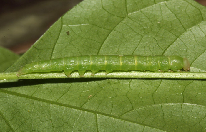 Figura 1. Larva <i>Epitausa atriplaga</i> (Erebidae), color verde claro, posición lateral, mide 28 mm aproximadamente. Planta hospedera <i>Rhynchosia erythrinoides</i>, (Fabaceae). Voucher: 17-SRNP-31521-DHJ739229.jpg.