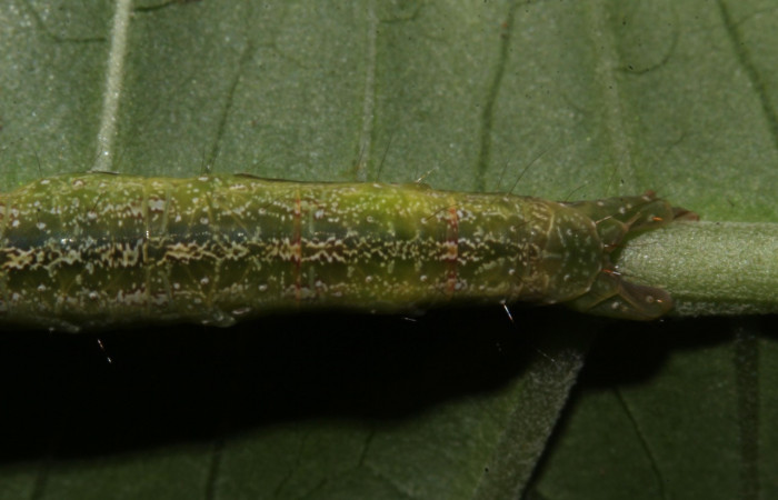 Figura 11. Larva <i>Epitausa atriplaga</i> (Erebidae), color verde, posición dorsal trasera, mide 41 mm aproximadamente. Planta hospedera <i>Rhynchosia erythrinoides</i>. (Fabaceae). Voucher: 18-SRNP-31519-DHJ746436.jpg.