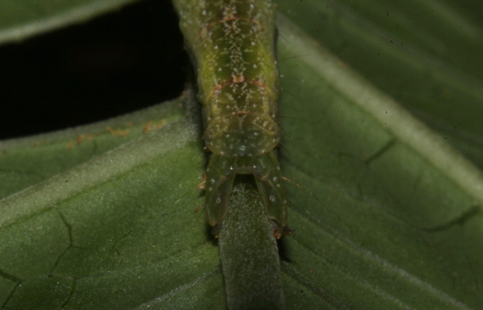 Figura 12. Larva <i>Epitausa atriplaga</i> (Erebidae), color verde, posición trasera, mide 41 mm aproximadamente. Planta hospedera <i>Rhynchosia erythrinoides</i>. (Fabaceae). Voucher: 18-SRNP-31519-DHJ746438.jpg.