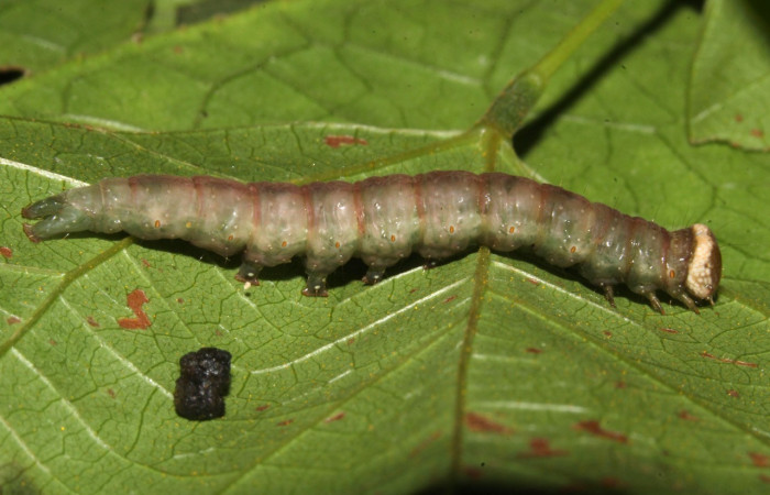 Figura 13. Prepupa <i>Epitausa atriplaga</i> (Erebidae), color café, posición lateral, mide 31 mm aproximadamente. Planta hospedera <i>Rhynchosia erythrinoides</i>. (Fabaceae). Voucher: 17-SRNP-31521-DHJ739240.jpg.