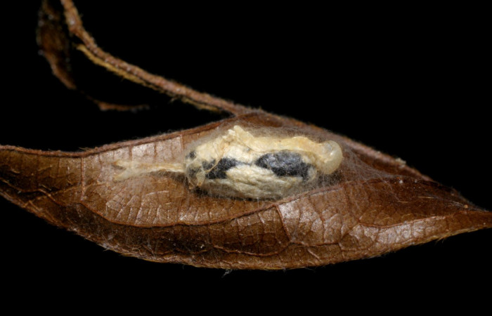 Figura 18. Capullo de parásito <i>Hyposoter</i> Janzen07 (Ichneumonidae), color crema con manchas negras, posición lateral, larva <i>Epitausa dilina</i>. (Erebidae). Voucher: 07-SRNP-34440-DHJ448698.jpg.