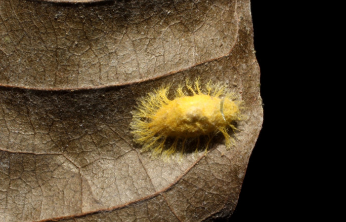 Figura 19. Capullo de parásito <i>mgJanzen01</i> Janzen01 (Braconidae), color amarillo, posición dorsal, larva <i>Epitausa dilina</i>. (Erebidae). Voucher: 14-SRNP-67197-DHJ804917.jpg.