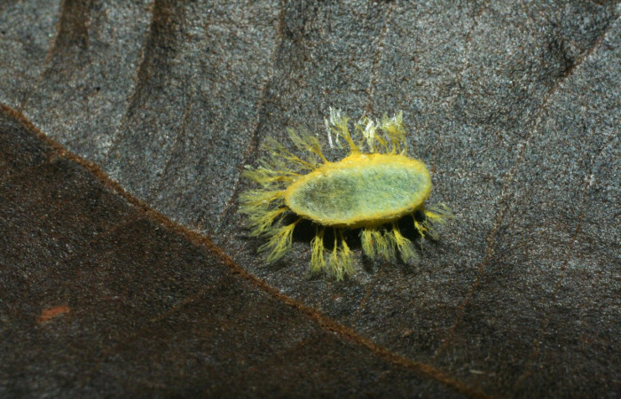 Figura 20. Capullo de parásito <i>Diolcogaster</i> Janzen09 (Braconidae), color amarillo, posición dorsal, larva <i>Epitausa dilina</i>. (Erebidae). Voucher: 07-SRNP-3700-DHJ452737.jpg.