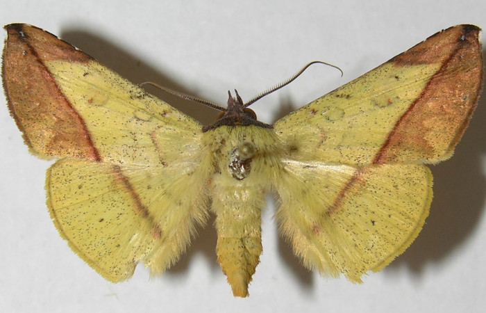 Figura 21. Adulto <i>Epitausa atriplaga</i> (Erebidae) posición dorsal, mide 35mm. Voucher: 12-SRNP-2943-DHJ565816.