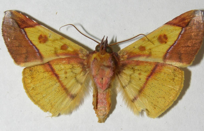 Figura 22. Adulto <i>Epitausa atriplaga</i> (Erebidae) posición ventral, mide 35mm. Voucher: 12-SRNP-2943-DHJ565817.